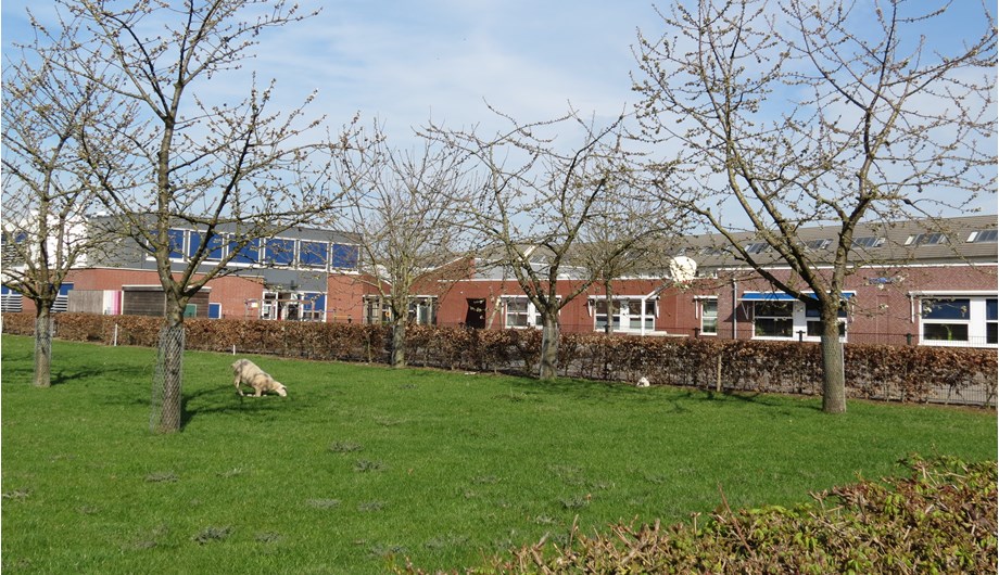 Aan de achterzijde van de school is een wei met kersenbomen en schapen.