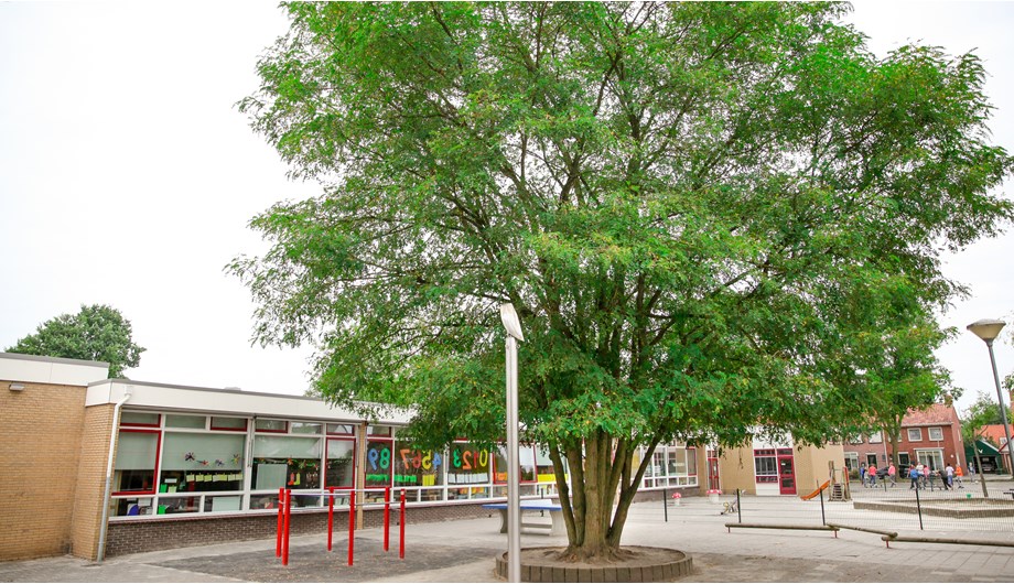 We beschikken over een ruim schoolplein waar heerlijk gespeeld kan worden op de speeltoestellen en rondom onze oude boom.