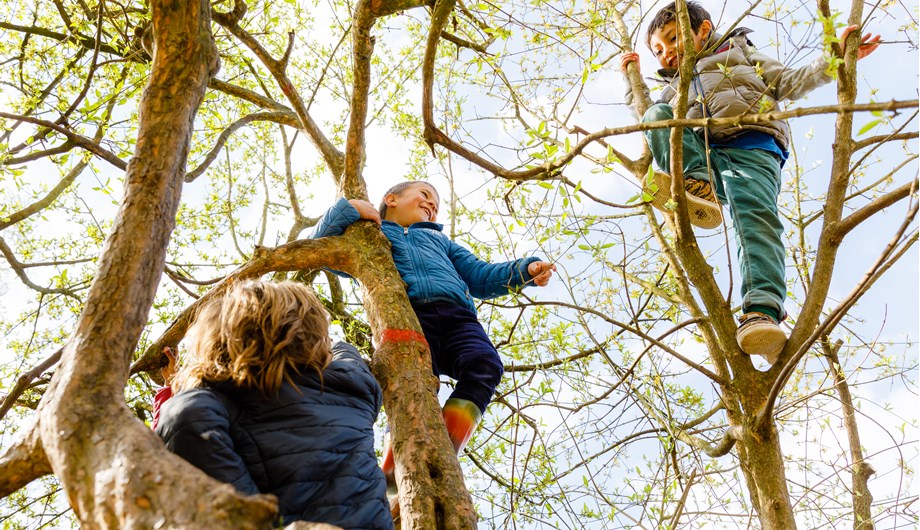 In de kleutertuin van de Michaëlschool is een klimboom. Onze kleuters leren elkaar veilig in en (niet onbelangrijk) uít de boom te klimmen.